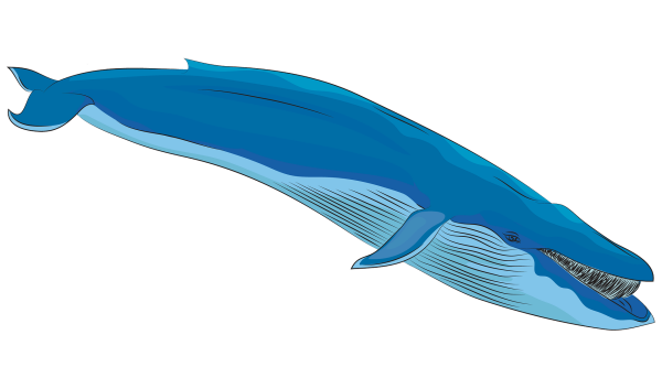 Синий кит клипарт