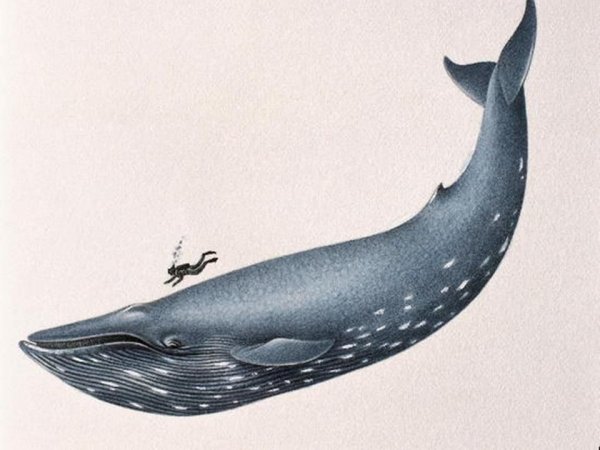 Синий кит картинки