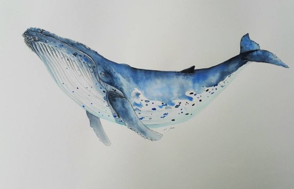 Кит Горбач акварель