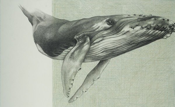 Кит карандашом