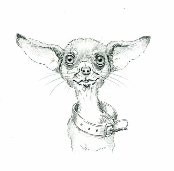 Рисунок карандаш смешные звери