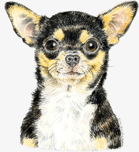 Чихуа вектор