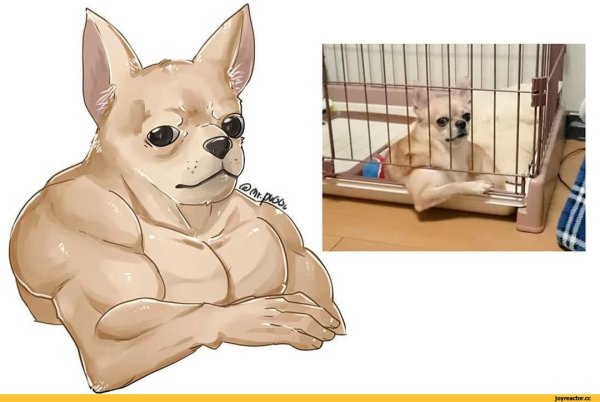 Мемы с собаками