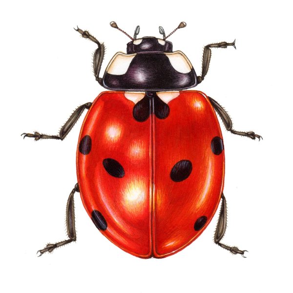 Раскраска Божья коровка без точек