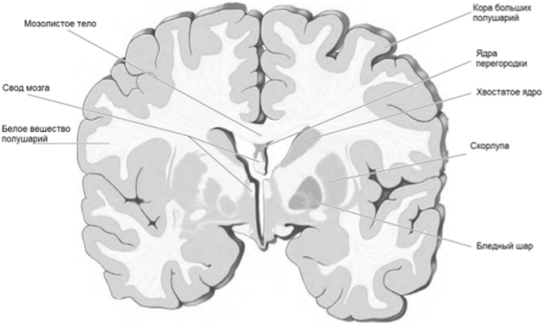 Базальные ганглии горизонтальный срез