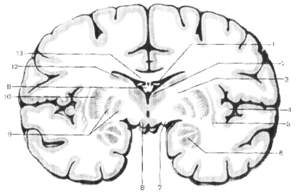 Базальные ядра конечного мозга схема