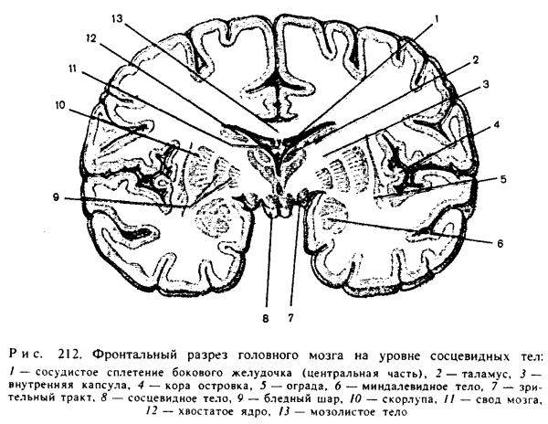 Мозолистое тело мозга строение