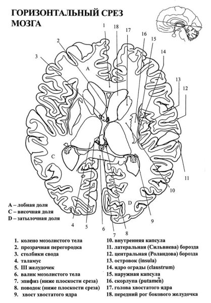 Поперечный срез головного мозга схема