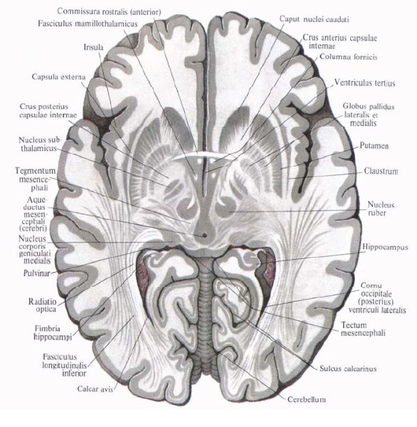 Полушария головного мозга конечный мозг