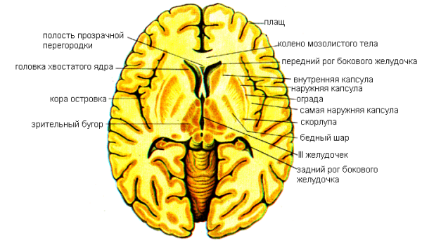 Задняя поясная кора головного мозга