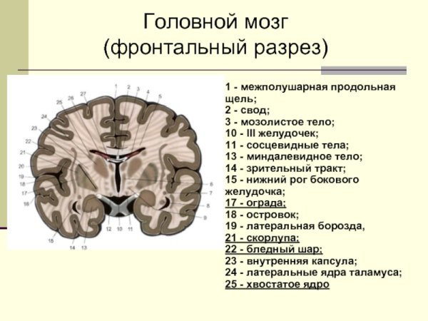 Строение полушарий головного мозга доли борозды извилины