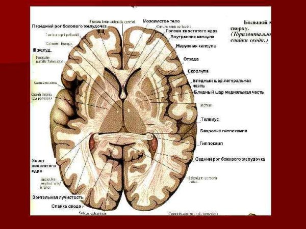 Горизонтальный срез мозга базальные ядра