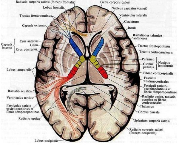 Поперечный срез головного мозга анатомия