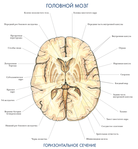 Промежуточный мозг вид сбоку