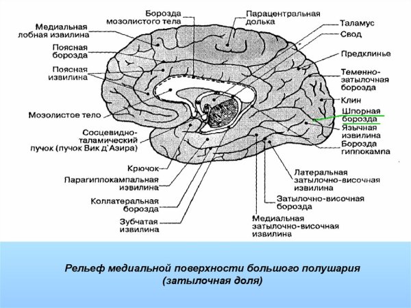 Сагиттальный разрез мозга с подписями