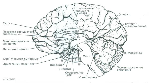 Сагиттальный срез ствола мозга