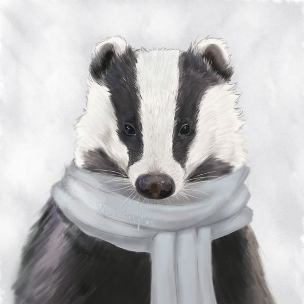 Барсук картинки