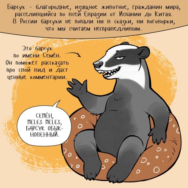 Шутки про барсука