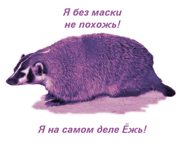 Барсук прикол