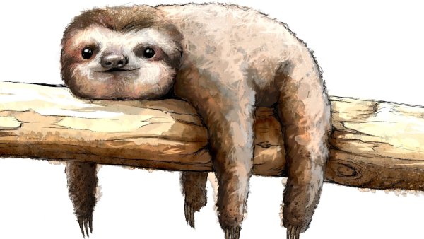 Толстый Ленивец