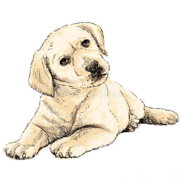 Черный лабрадор смешной