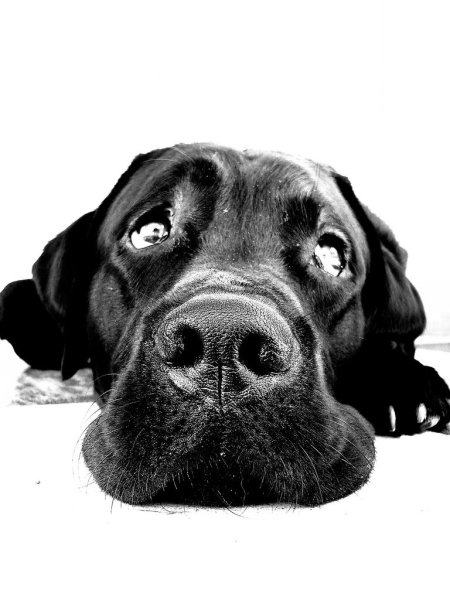 Лабрадор арт черно белый