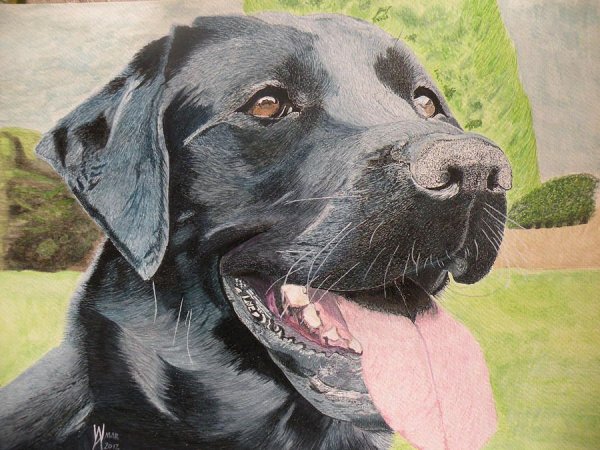 Лабрадор картина