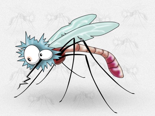 Комар на белом фоне