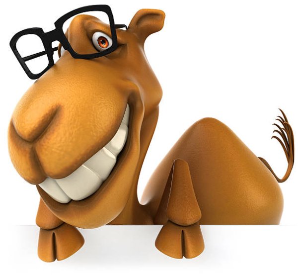 Верблюд в очках