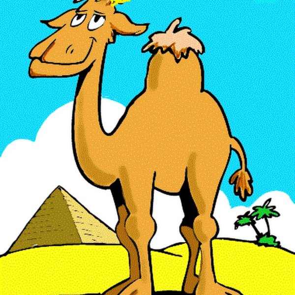 Смешной верблюд нарисованный