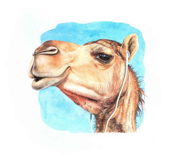 Верблюд карикатура