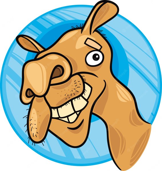 Приколы про верблюдов