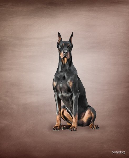 Доберман-пинчер потомок Джима