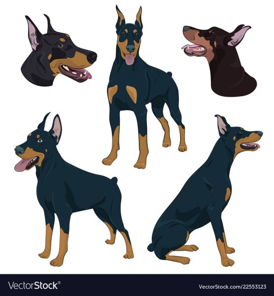 Референс собаки Доберман