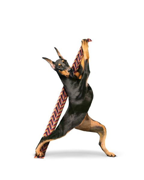 Доберманы Роско и ДЕСОТО