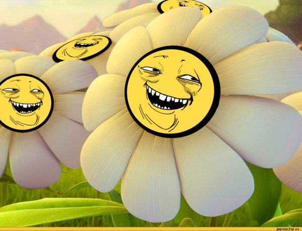 Ромашки смешно