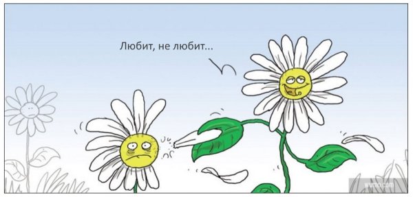 Ромашка любит не любит