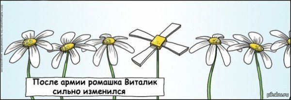 Шутки про ромашки