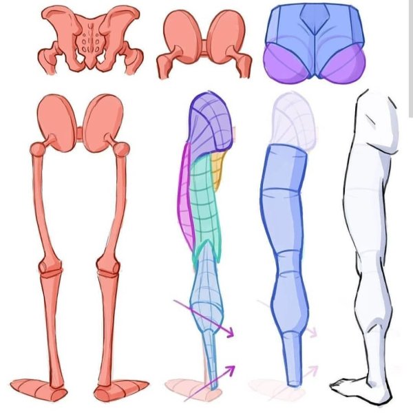 Ноги референс анатомия