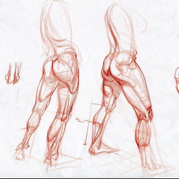 Мышцы ноги пластическая анатомия