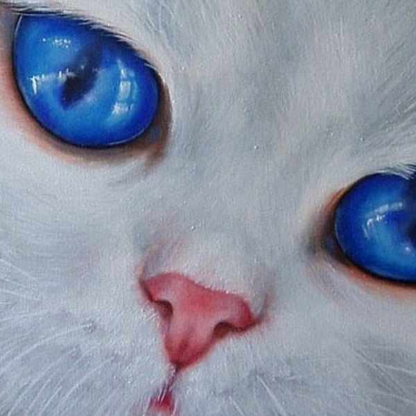 Кошка с ярко голубыми глазами