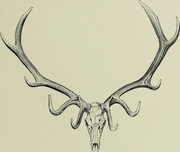 Нашивка череп оленя с рогами