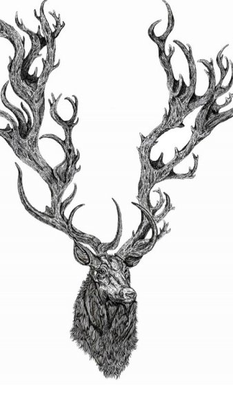 Оленьи рога ветвистые