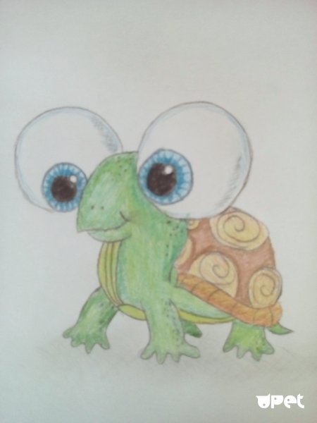 Рисунки черепахи для срисовки