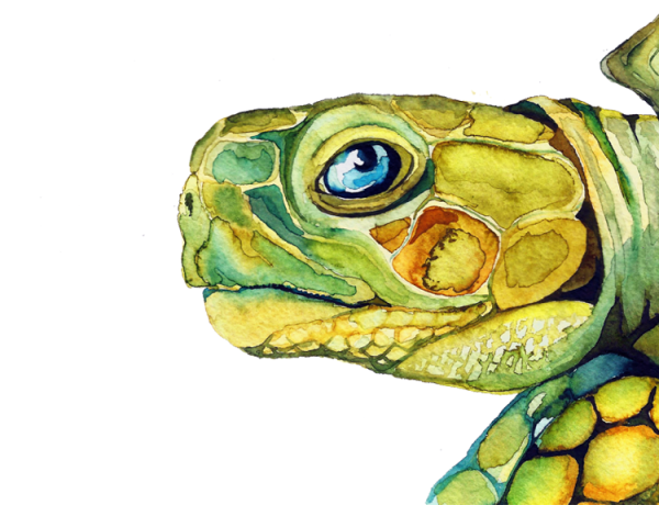 Черепаха с большими глазами