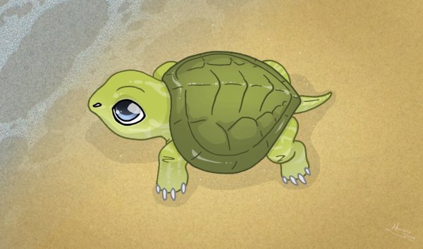 Рисунки черепахи для срисовки