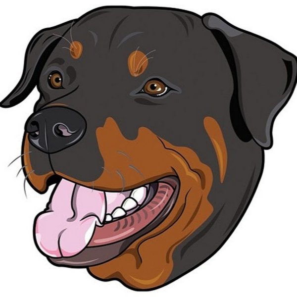 Собака ротвейлер морда