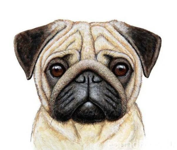 Мопс скетч