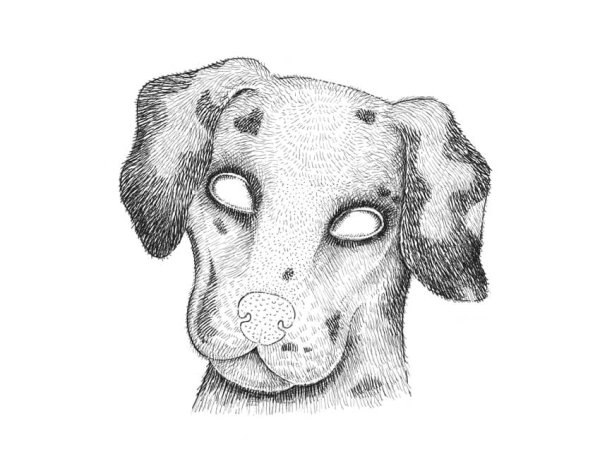 Морда собаки