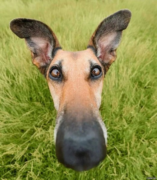 Лопоухая собака